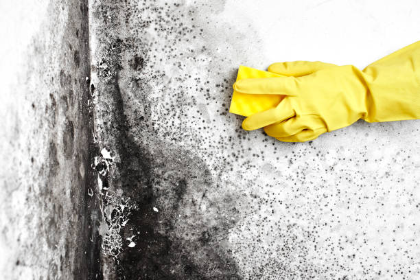 Best Emergency Mold Remediation in Glen Dale, WV